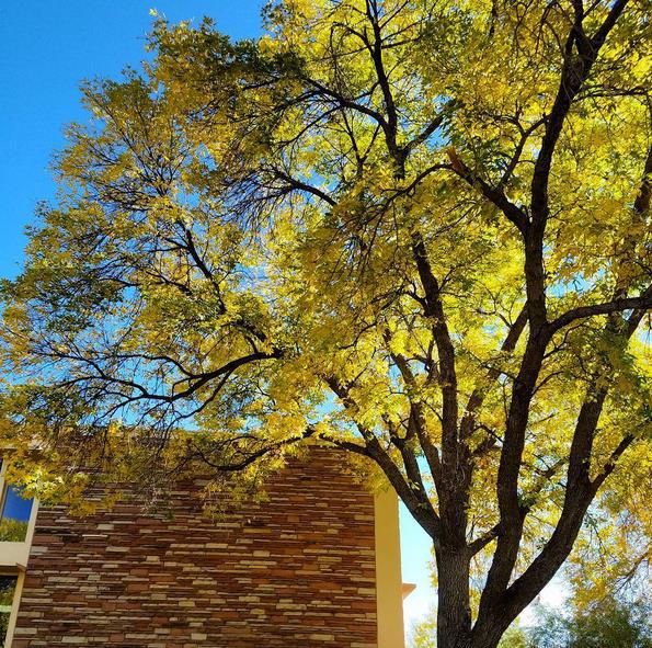 Image by Jill Salahub -- 1 in 5 trees in Fort Collins are Ash. Other than Aspens, they are the most beautiful of all the trees in fall. Because of a pest on its way, the emerald ash borer, in about 5 years they could ALL be gone.