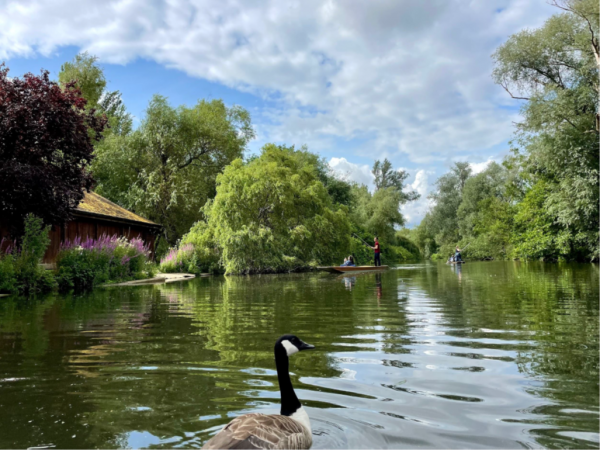 A duck passes by on the River Cherwell while students go punting.