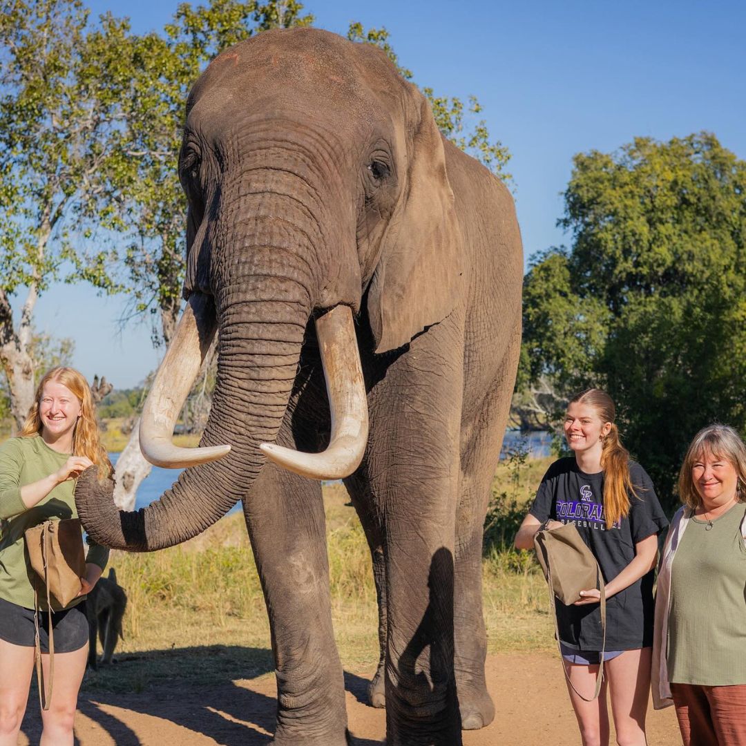 CSU students and program leader Tobi Jacobi stand near an elephant during the 2024 Zambia summer program.