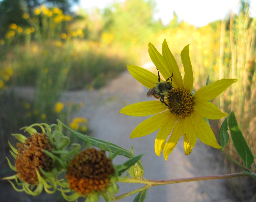 sunflower-bee