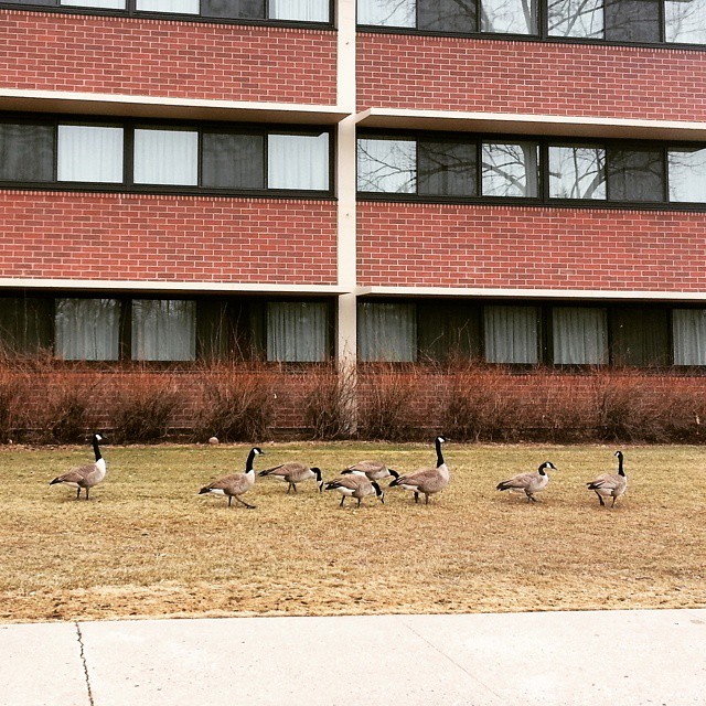 Geese hanging out on the Ingersoll Hall lawn.