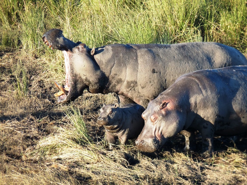 babyhippo