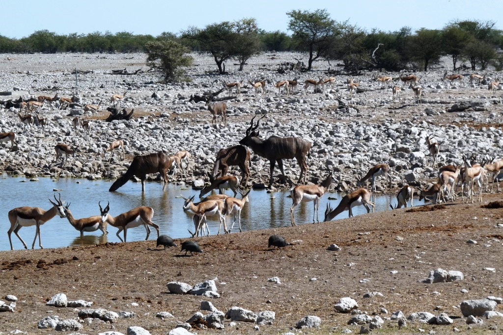 wateringhole