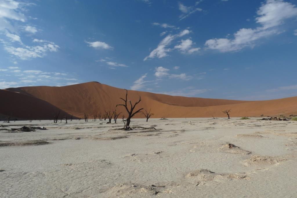zambiadeserttree