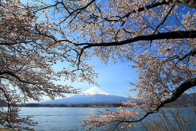 Sakura on Mt. Fuji at Kawaguchi Lake, Yamanashi, Japan (image by skyseeker) 