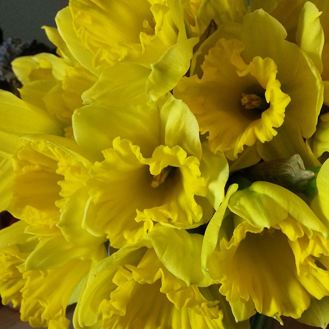 Daffodils