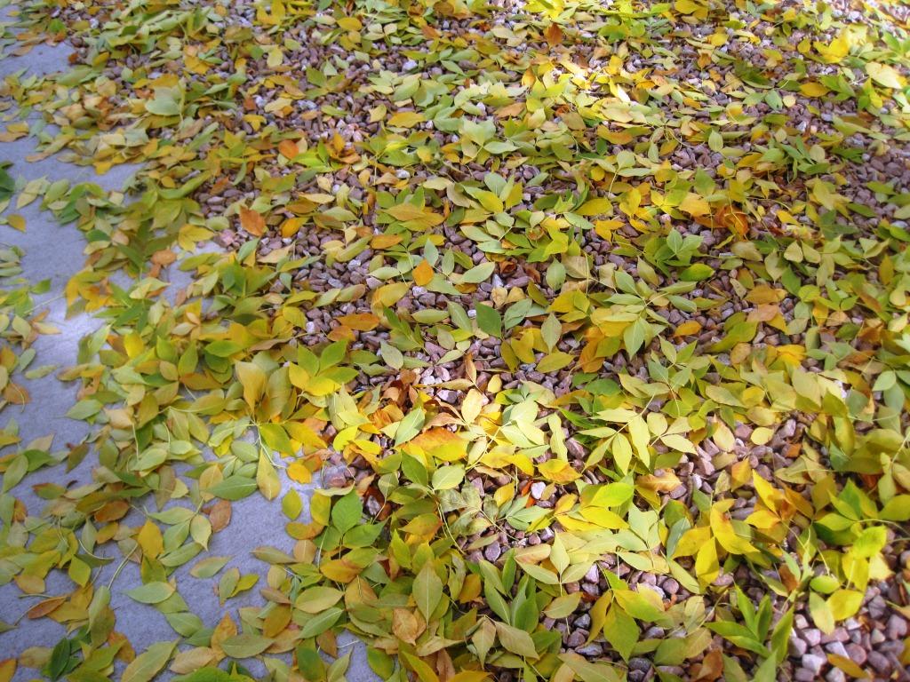 Fall leaves on the sidewalk