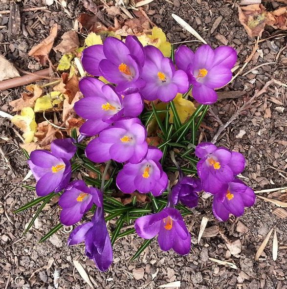 Purple crocus