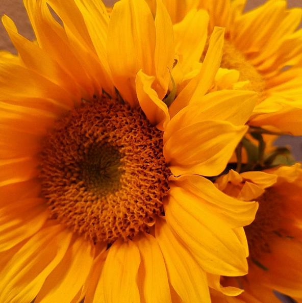 damnsunflowers