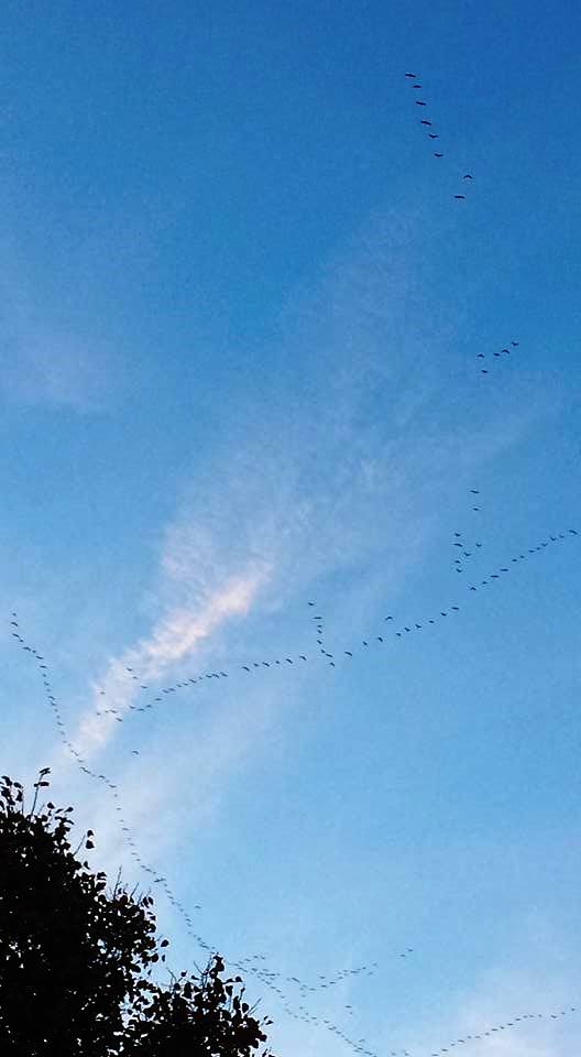 Sandhill Cranes