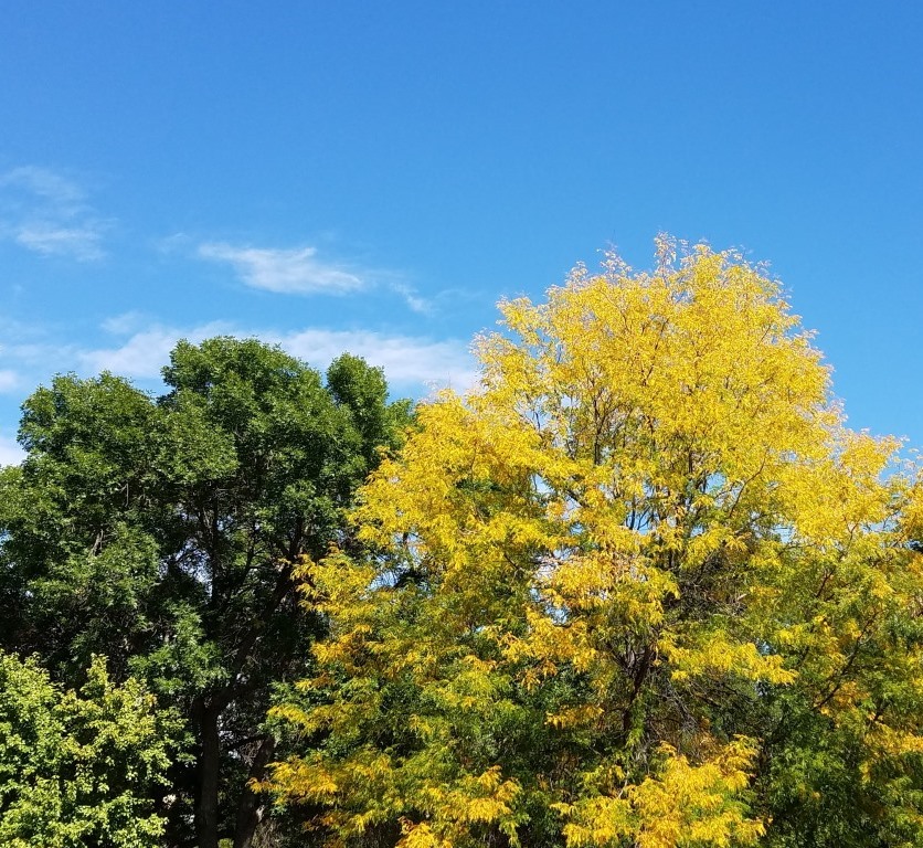 Green and gold, our favorite colors