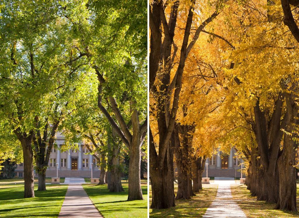 Goodbye Summer, Hello Fall, image from Colorado State University.