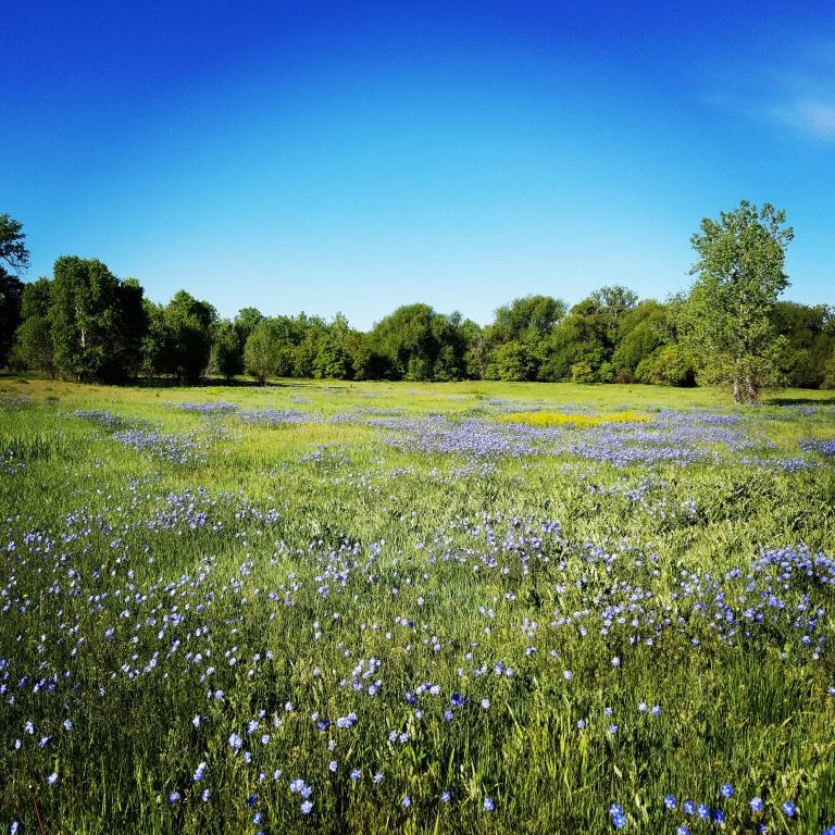 Meadow with blue flowers