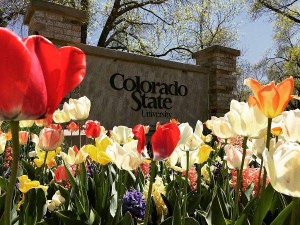 Colorado State University sign with tulips