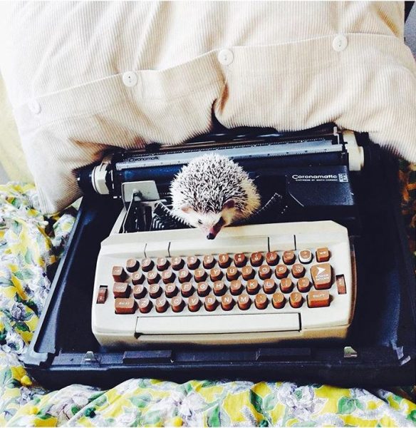 A hedgehog sitting on a typewriter.