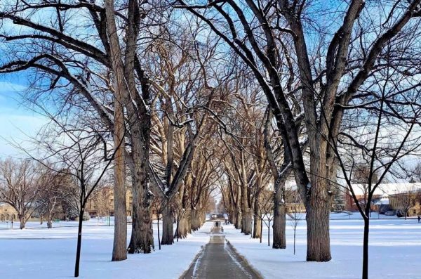 Snow on the Oval