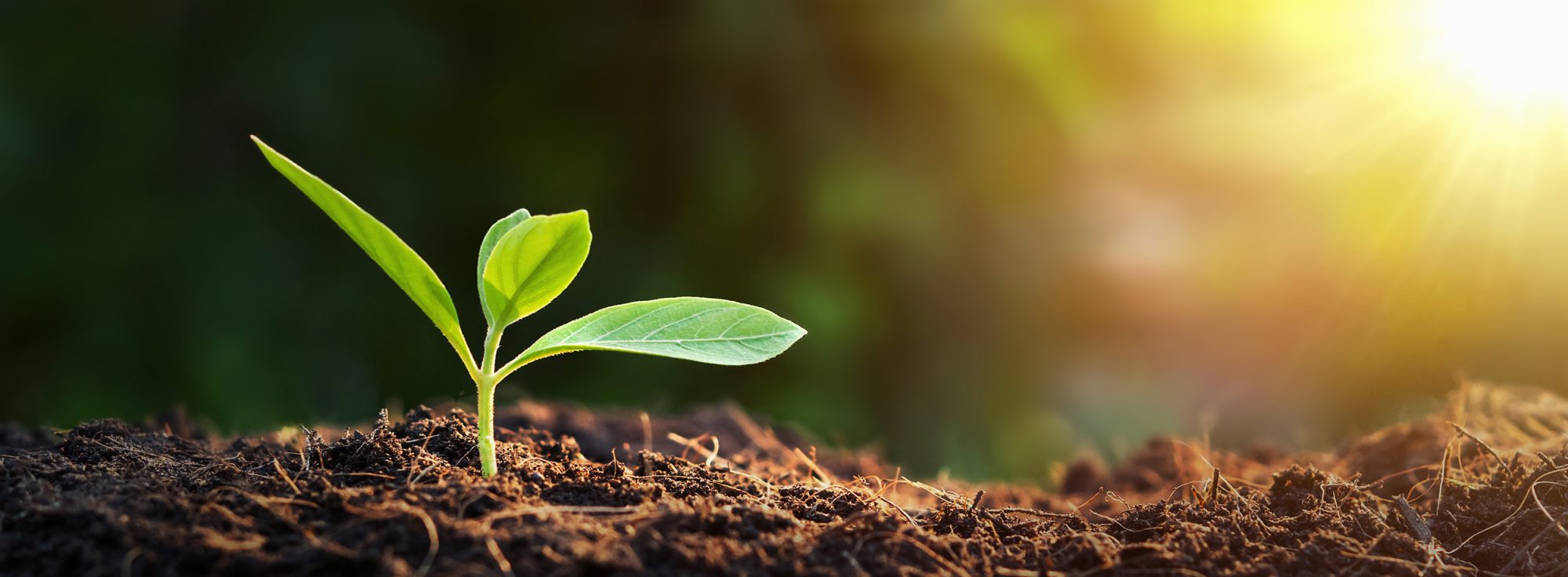 seedling in earth banner