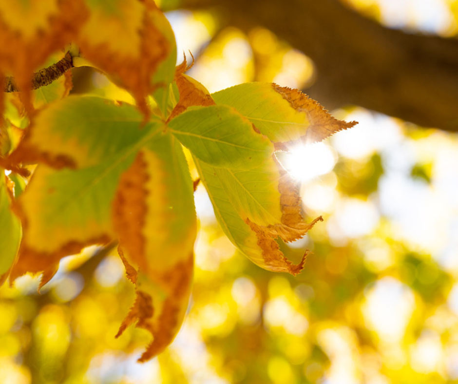 Close up a leaf changing color during fall.