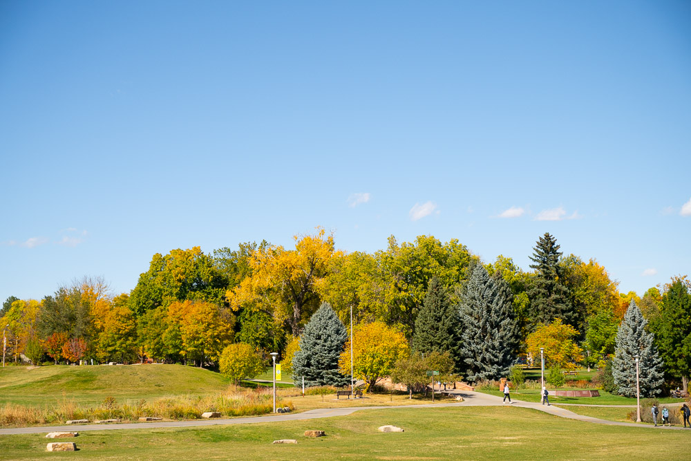 CSU grounds in autumn, featuring green lawns, paved pathways, and trees displaying fall foliage in yellow and gold tones under a clear blue sky.